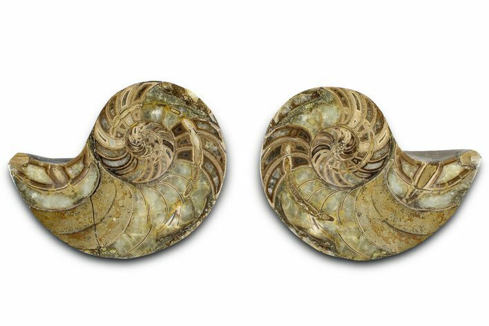 Jurassic Cut & Polished Nautilus (Cymatoceras) Fossil -Madagascar #365510